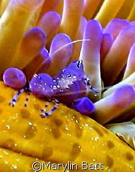 Tiny shrimp on anemoe. Nikinos V 1:1 extension tube by Marylin Batt 
